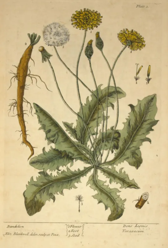 tetanam | Bunga Dandelion: Bukan Sekadar Bunga yang Tertiup Angin! bunga dandelion