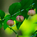 tetanam | Daun Katuk: Peningkat ASI Sumber Nutrisi Berkualitas daun katuk adalah