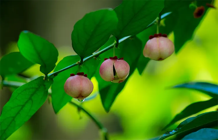 tetanam | Daun Katuk: Peningkat ASI Sumber Nutrisi Berkualitas daun katuk adalah