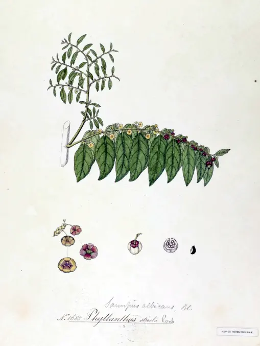 tetanam | Daun Katuk: Peningkat ASI Sumber Nutrisi Berkualitas daun katuk