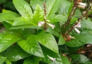 tetanam | Misteri Daun Reundeu: Kelezatan yang Menyimpan Rahasia? daun reundeu adalah