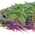 daun xiang chun adalan