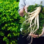 tetanam | Ginseng, Si Akar Manusia: Manfaat dan Fakta Menariknya! ginseng adalah