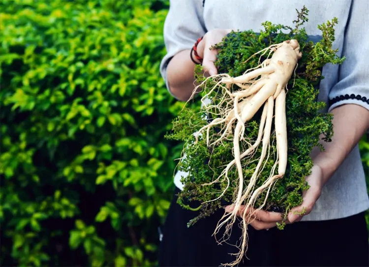 tetanam | Ginseng, Si Akar Manusia: Manfaat dan Fakta Menariknya! ginseng adalah
