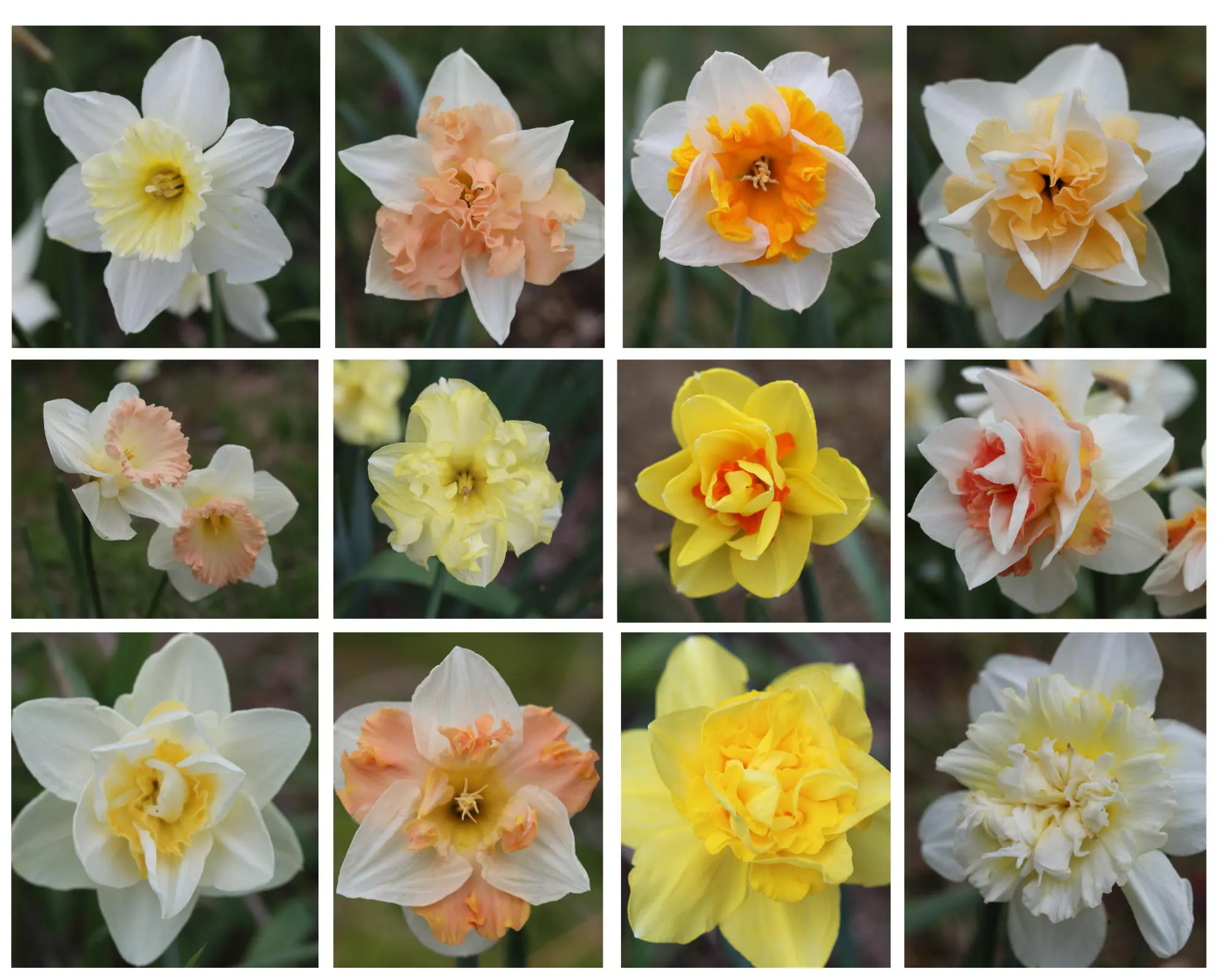 jenis bunga narcissus