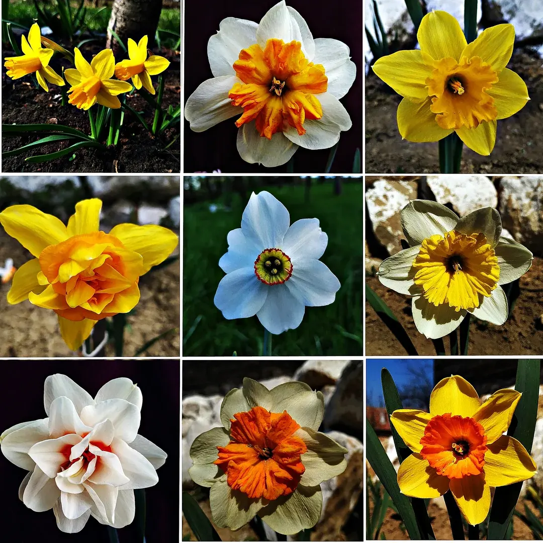 jenis bunga daffodil