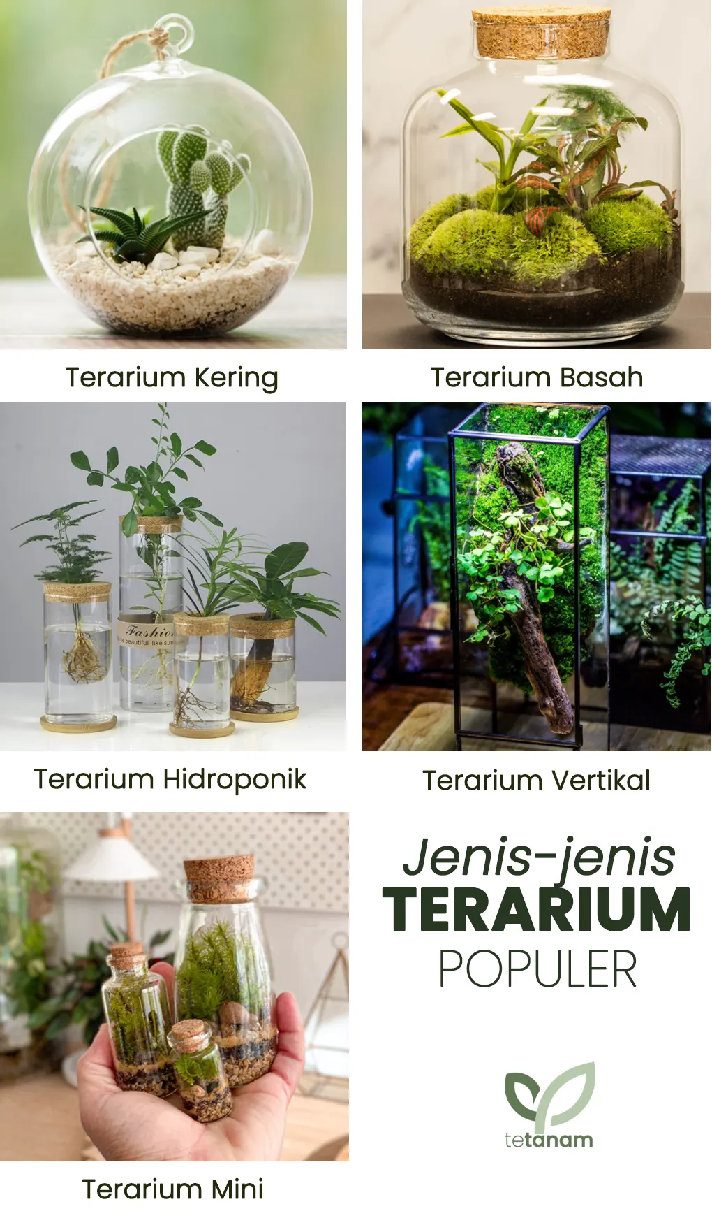 tetanam | Pesona Terarium: Seni Hidup dalam Keterbatasan! terarium