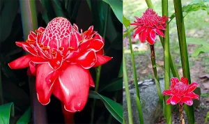 tetanam | Kecombrang: Si Bunga Aromatik yang Kaya Manfaat kecombrang adalah