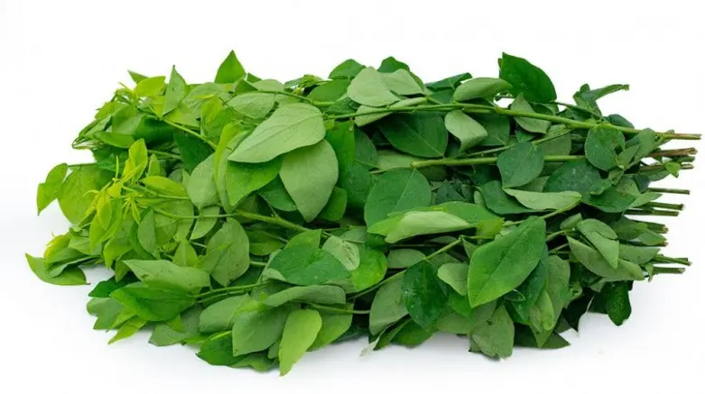 tetanam | Daun Katuk: Peningkat ASI Sumber Nutrisi Berkualitas khasiat daun katuk