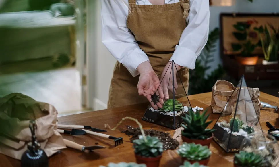 tetanam | Pesona Terarium: Seni Hidup dalam Keterbatasan! tetanam | Pesona Terarium: Seni Hidup dalam Keterbatasan!