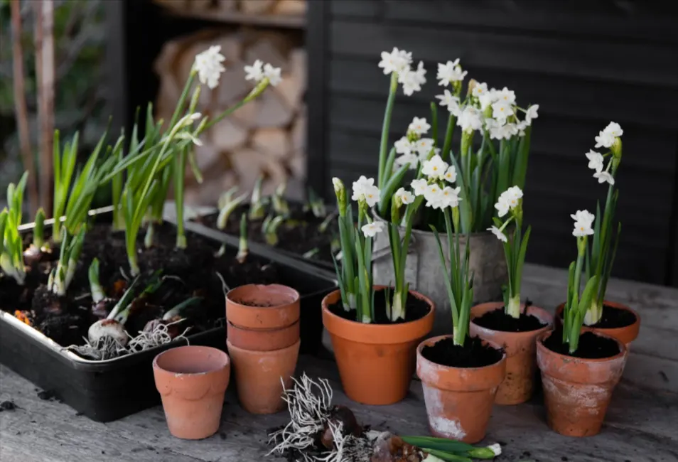 menanam bunga narcissus