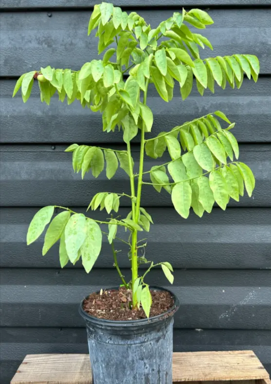 tetanam | Daun Katuk: Peningkat ASI Sumber Nutrisi Berkualitas menanam daun katuk