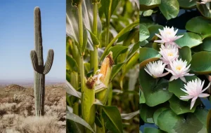 tetanam | Mengenal Jenis Tumbuhan: Xerofit, Mesofit, dan Hidrofit osmologi tanaman