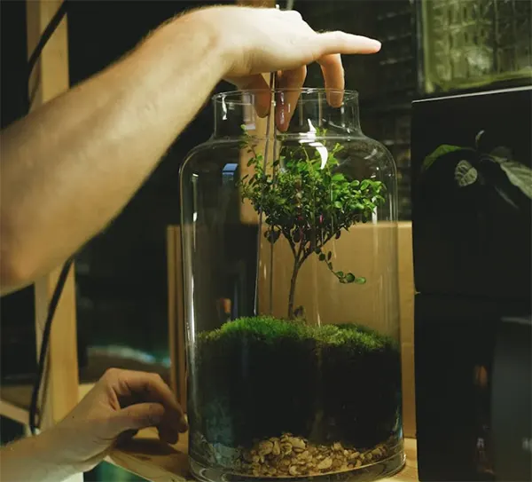 tetanam | Pesona Terarium: Seni Hidup dalam Keterbatasan! membuat terarium