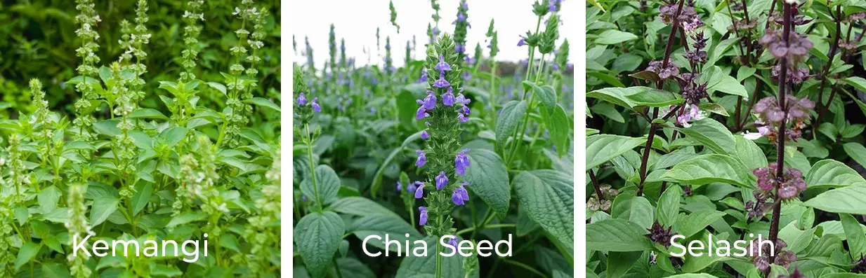 tetanam | Tanaman Chia Seed: Superfood yang Tak Boleh Dilewatkan! beda biji selasih dan chia seed