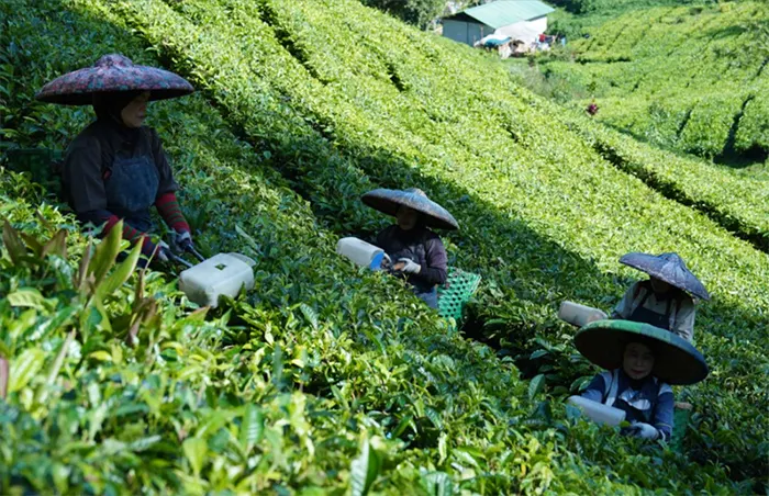 tetanam | Tanaman Teh: Perjalanan Tanaman Ajaib ke Sebuah Cangkir! perkebunan teh