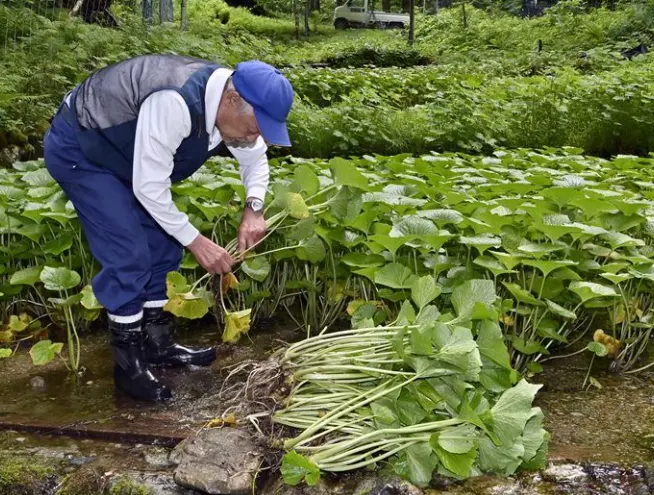 tetanam | Tanaman Wasabi: Mengapa Jadi Bintang dalam Masakan Jepang? tanaman wasabi