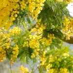 tetanam | Pohon Akasia: Manfaat Ganda untuk Lingkungan dan Industri pohon akasia adalah