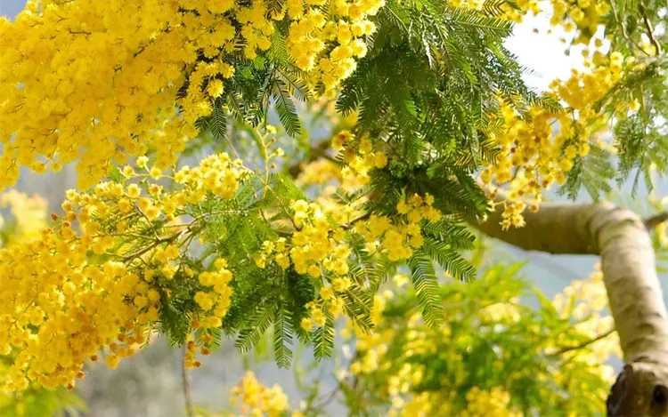 tetanam | Pohon Akasia: Manfaat Ganda untuk Lingkungan dan Industri pohon akasia adalah