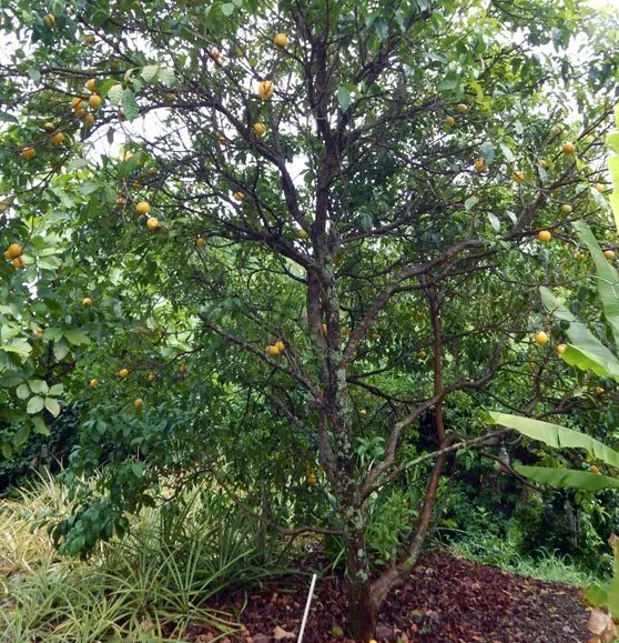 tetanam | Keajaiban Buah Abiu: Manfaat dan Nutrisi Dari Sawo Australia buah abiu