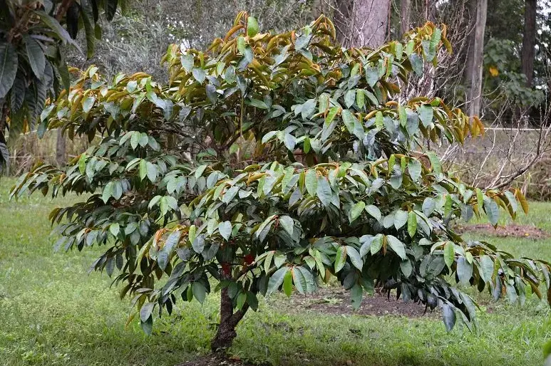 tetanam | Buah Kenitu: Keajaiban Tropis yang Wajib Diketahui! pohon kenitu