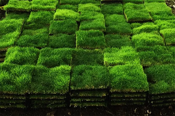 tetanam | Rumput Manila: Karpet Hijau untuk Lanskap Impian Anda? rumput manila