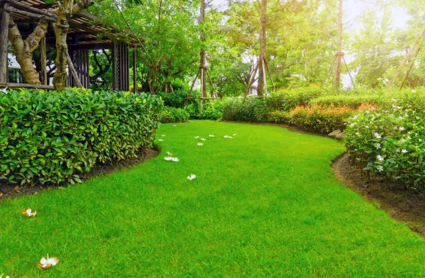 tetanam | Rumput Manila: Karpet Hijau untuk Lanskap Impian Anda? rumput manila