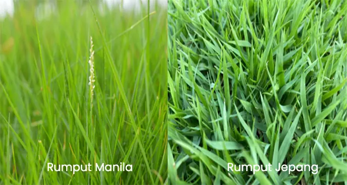 tetanam | Rumput Manila: Karpet Hijau untuk Lanskap Impian Anda? Beda rumput jepang dan Manila