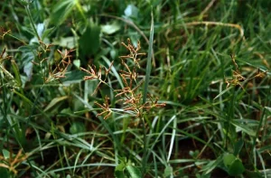 Rumput Teki: Tanaman Rumput Liar Penuh Manfaat
