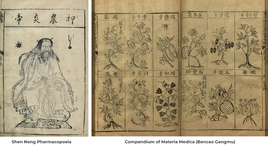 tetanam | Ginseng, Si Akar Manusia: Manfaat dan Fakta Menariknya! sejarah ginseng