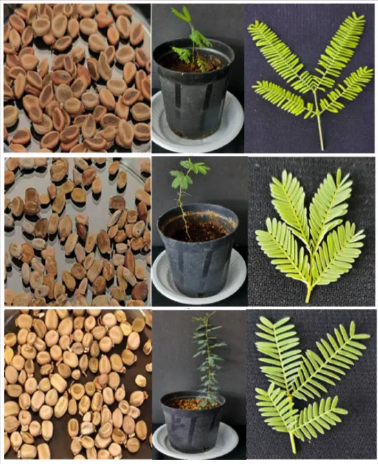 tetanam | Pohon Akasia: Manfaat Ganda untuk Lingkungan dan Industri menanam biji akasia