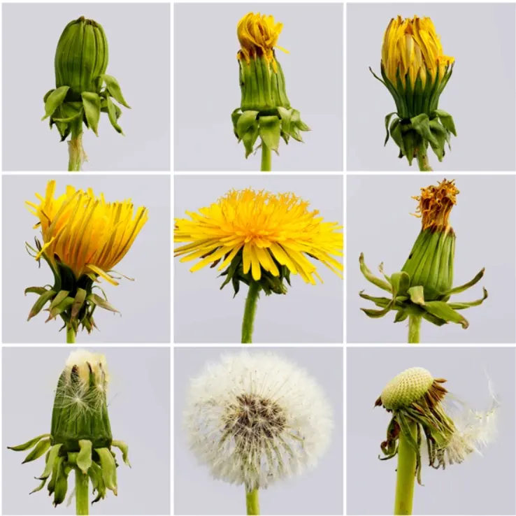 tetanam | Bunga Dandelion: Bukan Sekadar Bunga yang Tertiup Angin! bunga dandelion