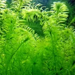 tanaman alodea adalah