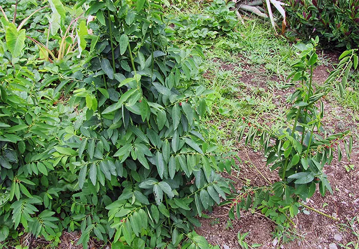 tetanam | Daun Katuk: Peningkat ASI Sumber Nutrisi Berkualitas daun katuk