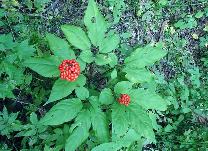 tetanam | Ginseng, Si Akar Manusia: Manfaat dan Fakta Menariknya! tumbuhan ginseng