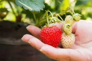 tetanam | Tanaman Strawberry: Dari Sejarah Hingga 8 Jenis Populernya! tanaman strawberry adalah