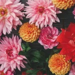 bunga cantik dan indah