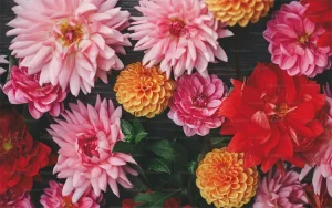 bunga cantik dan indah