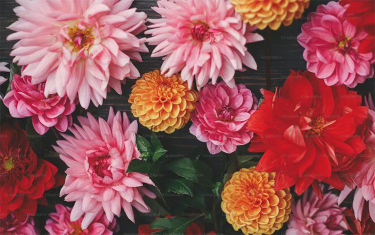 bunga cantik dan indah