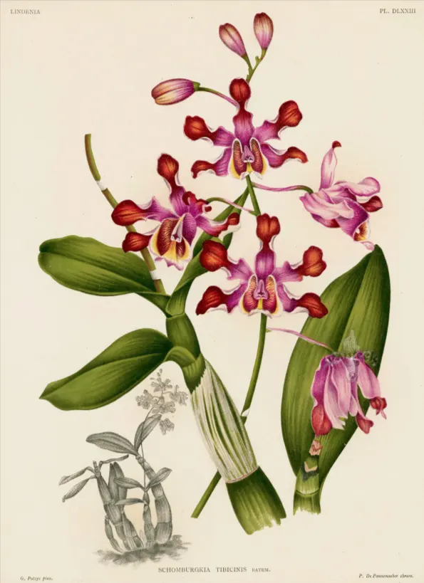 tetanam | Kenapa Anggrek Scomborgia Memikat Hati Para Pecinta Anggrek? anggrek scomborgia