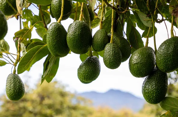 pupuk perangsang buah alpukat