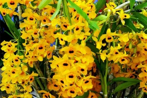 anggrek fimbriatum adalah