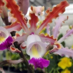 anggrek scomborgia adalah