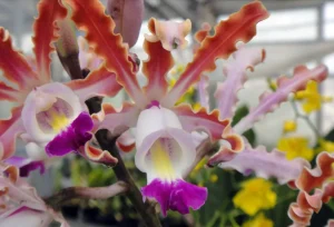 anggrek scomborgia adalah