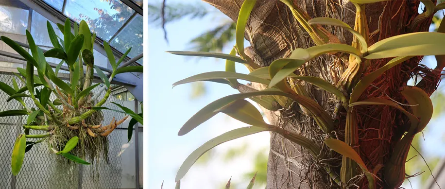 tetanam | Kenapa Anggrek Scomborgia Memikat Hati Para Pecinta Anggrek? anggrek scomborgia