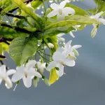 tetanam | Anting Putri: Dari Tanaman Hias hingga Bonsai yang Menawan! anting putri adalah