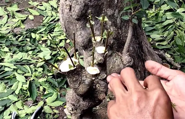 tetanam | Anting Putri: Dari Tanaman Hias hingga Bonsai yang Menawan! stek anting putri