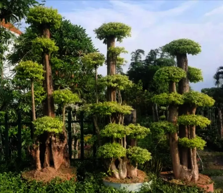 tetanam | Anting Putri: Dari Tanaman Hias hingga Bonsai yang Menawan! tetanam | Anting Putri: Dari Tanaman Hias hingga Bonsai yang Menawan!