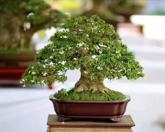 tetanam | Anting Putri: Dari Tanaman Hias hingga Bonsai yang Menawan! bonsai anting putri