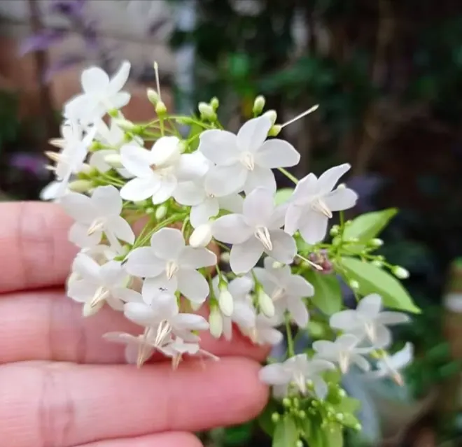 tetanam | Anting Putri: Dari Tanaman Hias hingga Bonsai yang Menawan! bunga anting putri